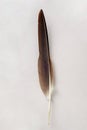 Brown feather isolated on a white background. Royalty Free Stock Photo