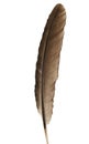 Brown feather isolated on white background, with clipping path Royalty Free Stock Photo