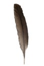 Brown feather isolated on white background, with clipping path Royalty Free Stock Photo