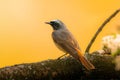 Brown feathered common redstart (Phoenicurus phoenicurus) atop a tree against a yellow background Royalty Free Stock Photo