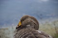 Brown feathered duck