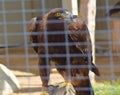 A brown feathered falcon with sharp talons