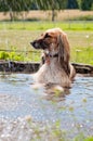 Brown feathered long-haired saluki dog or Persian greyhound lying down in water. Dog relaxing, resting or cooling down in a pond