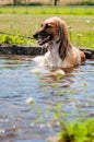 Brown feathered long-haired saluki dog or Persian greyhound lying down in water. Dog relaxing, resting or cooling down in a pond