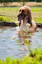 Brown feathered long-haired saluki dog or Persian greyhound lying down in water. Dog relaxing, resting or cooling down in a pond