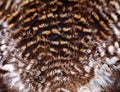 Brown feathers background. abstract Horizontal texture. Royalty Free Stock Photo