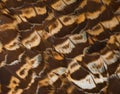 Brown feathers background. abstract Horizontal texture. Royalty Free Stock Photo