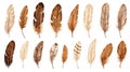 Brown Feathers Collection on White Background AI Generated