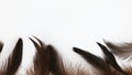 Brown feathers on a white background. Easter background. Feathers background.Card easter Royalty Free Stock Photo