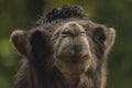 Brown female camel in autumn wet rainy day Royalty Free Stock Photo