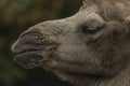 Brown female camel in autumn wet rainy day Royalty Free Stock Photo
