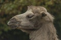 Brown female camel in autumn wet rainy day Royalty Free Stock Photo