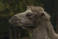 Brown female camel in autumn wet rainy day Royalty Free Stock Photo