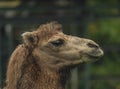 Brown female camel in autumn wet rainy day Royalty Free Stock Photo