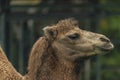 Brown female camel in autumn wet rainy day Royalty Free Stock Photo