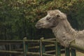 Brown female camel in autumn wet rainy day Royalty Free Stock Photo