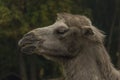 Brown female camel in autumn wet rainy day Royalty Free Stock Photo