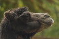 Brown female camel in autumn wet rainy day Royalty Free Stock Photo