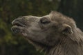 Brown female camel in autumn wet rainy day Royalty Free Stock Photo