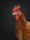 Brown female chicken on black background