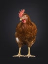 Brown female chicken on black background Royalty Free Stock Photo