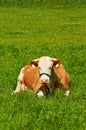 Brown female cow laying on grass in a sunny day.