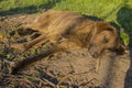 The brown female dog is sleeping soundly in the rays of the rising sun.