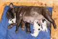 Brown female french bulldog feeding many puppies