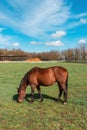 Brown female horse mare grazing in grass in countryside equine farm paddock Royalty Free Stock Photo