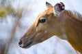 Brown female impala head close up