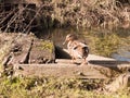 brown female mallard duck on wooden plank besides lake turning head curious