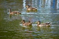 Mallard ducks swimming in river Royalty Free Stock Photo