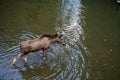 Brown female moose walking in the water Royalty Free Stock Photo