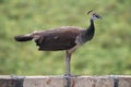 Brown female peacock perching on the wall Royalty Free Stock Photo