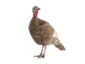 Brown female turkey isolated on white Royalty Free Stock Photo