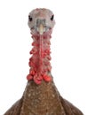 Portrait female turkey isolated on white Royalty Free Stock Photo