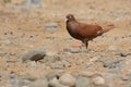 Brown Feral Pigeon in Oman Royalty Free Stock Photo