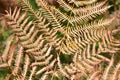 Autumn dry brown fern background. Bracken texture with sun light. Royalty Free Stock Photo