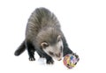 Brown ferret and ball Royalty Free Stock Photo