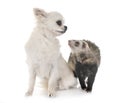 Brown ferret and chihuahua Royalty Free Stock Photo