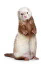 Brown Ferret standing on a white background Royalty Free Stock Photo