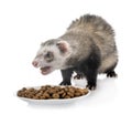 Brown ferret in studi Royalty Free Stock Photo