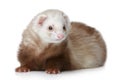 Brown Ferret on a white background Royalty Free Stock Photo