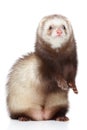 Brown Ferret on white background Royalty Free Stock Photo