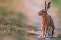 Brown field hare in nature Royalty Free Stock Photo