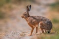 Brown field hare in nature Royalty Free Stock Photo
