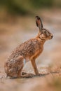 Brown field hare in nature Royalty Free Stock Photo