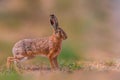 Brown field hare in nature Royalty Free Stock Photo