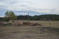 Brown field with trees far away. Dark blue sky and grass. Fall Royalty Free Stock Photo