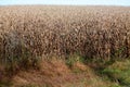 Brown fields of tall corn stalks ready for harvest. Royalty Free Stock Photo